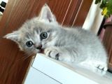 Yavru kedi