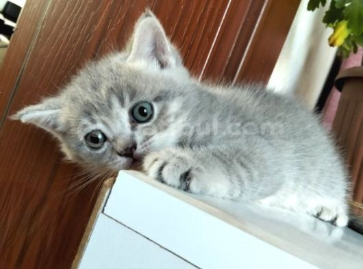 Yavru Kedi
