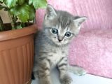 Yavru Kedi