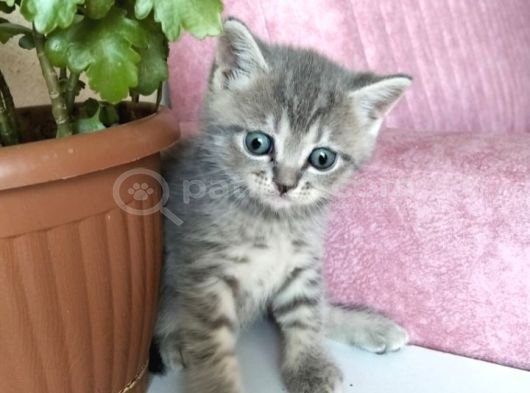 Yavru Kedi görsel