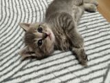 Yavru Kedi