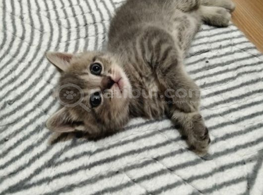 Yavru Kedi görsel