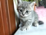 Yavru Kedi