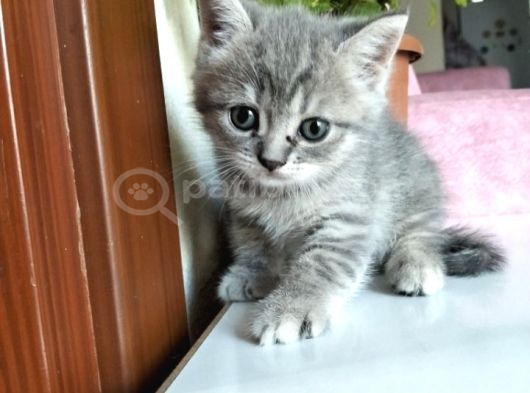 Yavru Kedi görsel