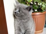 Yavru Kedi
