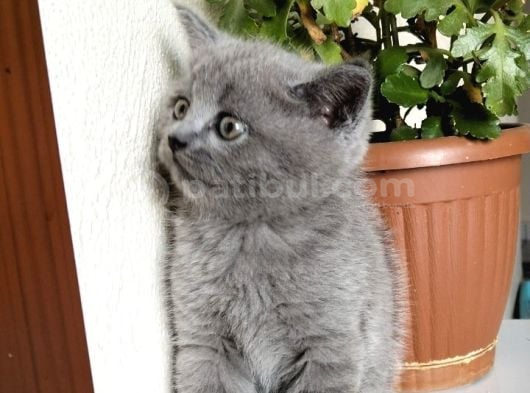 Yavru Kedi görsel