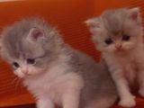 British Longhair Kedi Yavruları