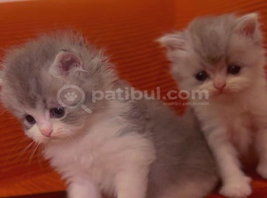 British Longhair Kedi Yavruları görsel