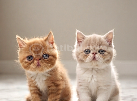 A kalite iran exotic ve persian  bebekler