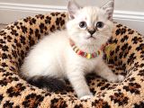 Birbirinden Tatlı British Shorthair Point Yavrular