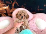 Malti̇poo Ci̇nsi̇ Yavrular Ev Üreti̇mi̇