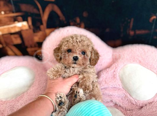 Malti̇poo Ci̇nsi̇ Yavrular Ev Üreti̇mi̇ görsel