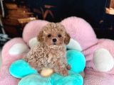 MALTİPOO CİNSİ YAVRULAR EV ÜRETİMİ