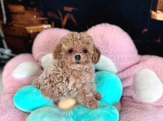 Malti̇poo Ci̇nsi̇ Yavrular Ev Üreti̇mi̇