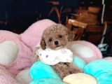 Malti̇poo Ci̇nsi̇ Yavrular Ev Üreti̇mi̇