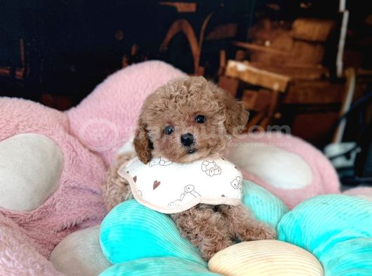 Malti̇poo Ci̇nsi̇ Yavrular Ev Üreti̇mi̇ görsel