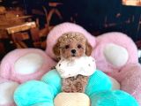 Malti̇poo Ci̇nsi̇ Yavrular Ev Üreti̇mi̇