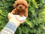 Toy Poodle Sevi̇mli̇ Yavrular Ev Üreti̇mi̇