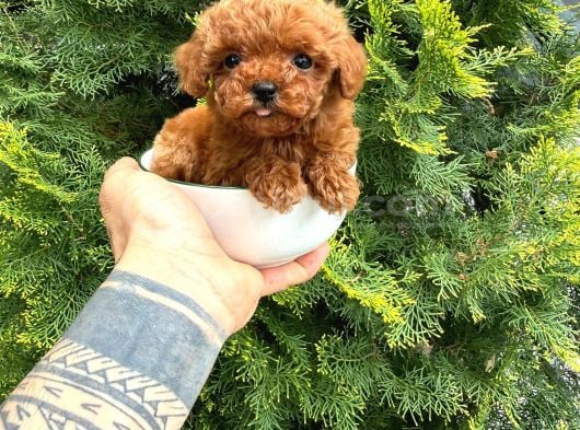Toy Poodle Sevi̇mli̇ Yavrular Ev Üreti̇mi̇