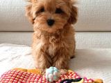 Toy Poodle Sevi̇mli̇ Yavrular Ev Üreti̇mi̇