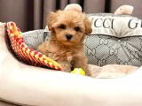Toy Poodle Sevi̇mli̇ Yavrular Ev Üreti̇mi̇