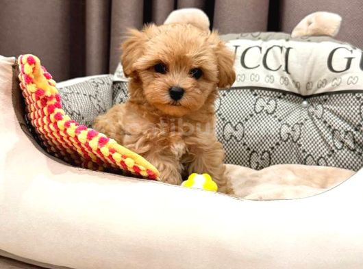 Toy Poodle Sevi̇mli̇ Yavrular Ev Üreti̇mi̇ görsel