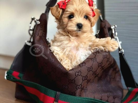 Malti̇poo Ci̇nsi̇ Yavrular Ev Üreti̇mi̇ görsel