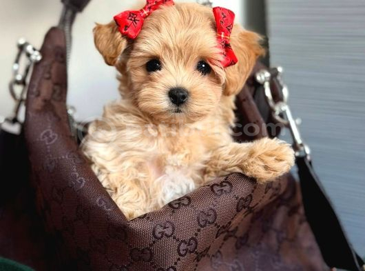 Malti̇poo Ci̇nsi̇ Yavrular Ev Üreti̇mi̇ görsel