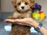 Toy Poodle Sevi̇mli̇ Yavrular Ev Üreti̇mi̇