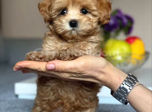 Toy Poodle Sevi̇mli̇ Yavrular Ev Üreti̇mi̇ görsel