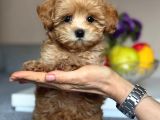 Toy Poodle Sevi̇mli̇ Yavrular Ev Üreti̇mi̇