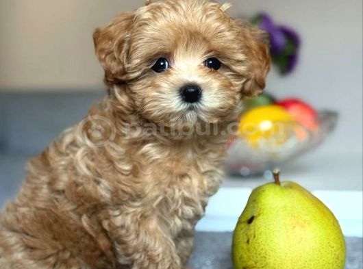 Toy Poodle Sevi̇mli̇ Yavrular Ev Üreti̇mi̇ görsel