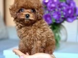 Toy Poodle Sevi̇mli̇ Yavrular Ev Üreti̇mi̇