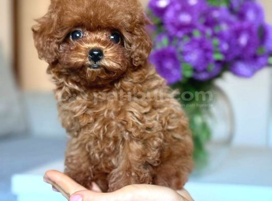 Toy Poodle Sevi̇mli̇ Yavrular Ev Üreti̇mi̇