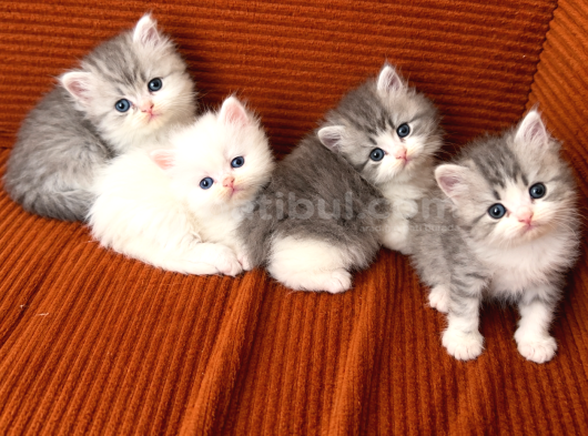 British Longhair Kedi Yavruları