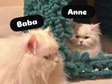 British Longhair Kedi Yavruları