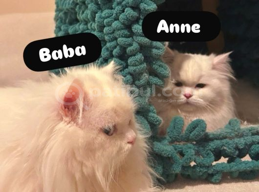 British Longhair Kedi Yavruları görsel