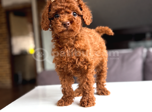 Safkan Ev Ortamında Büyüyen Bizi Aramadan Karar Vermeyin görsel