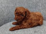 Toy Poodle Bebişlerimiz Aşılı Ve Teslime Hazır