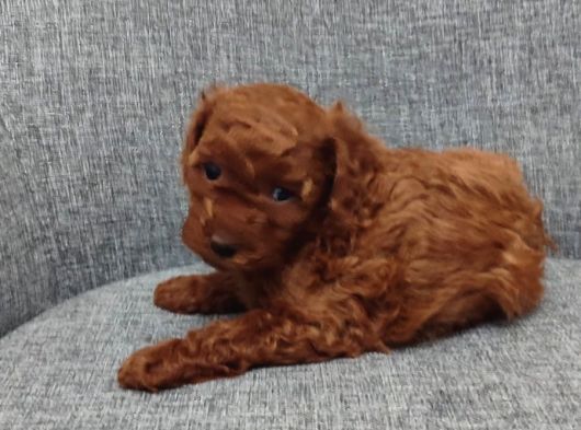 Toy Poodle Bebişlerimiz Aşılı Ve Teslime Hazır görsel