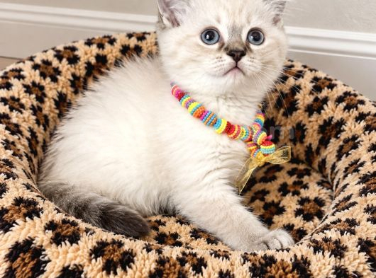 Birbirinden Tatlı British Shorthair Point Yavrular görsel