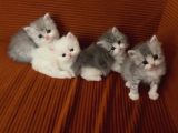 British longhair yavrular