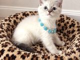 Birbirinden Tatlı British Shorthair Point Yavrular