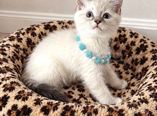 Birbirinden Tatlı British Shorthair Point Yavrular görsel