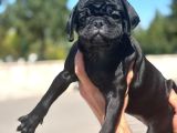 Si̇yah Ve Bri̇ndle Di̇şi̇ Pug Yavrulari