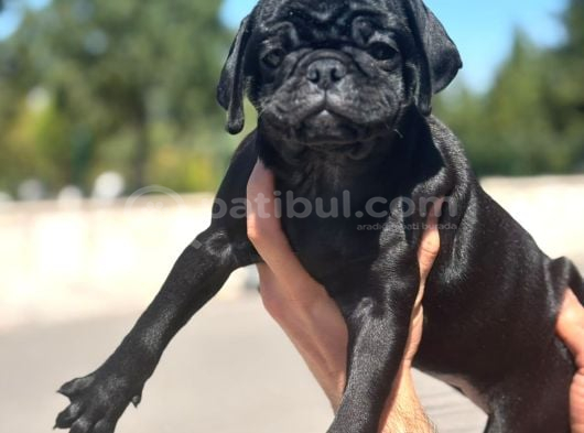 SİYAH VE BRİNDLE DİŞİ PUG YAVRULARI
