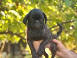 Si̇yah Ve Bri̇ndle Di̇şi̇ Pug Yavrulari
