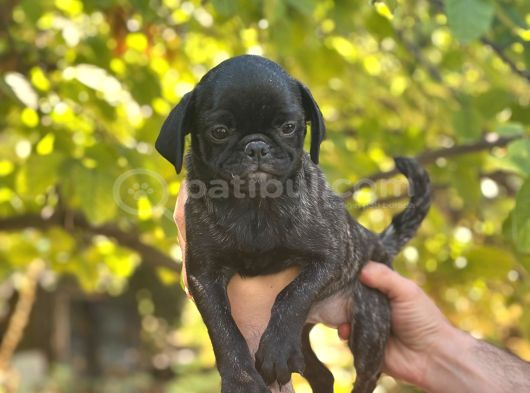 Si̇yah Ve Bri̇ndle Di̇şi̇ Pug Yavrulari görsel
