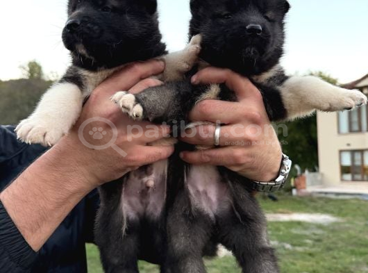 Safkan Amerikan Akita Yavrular görsel
