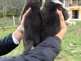 Safkan Amerikan Akita Yavrular
